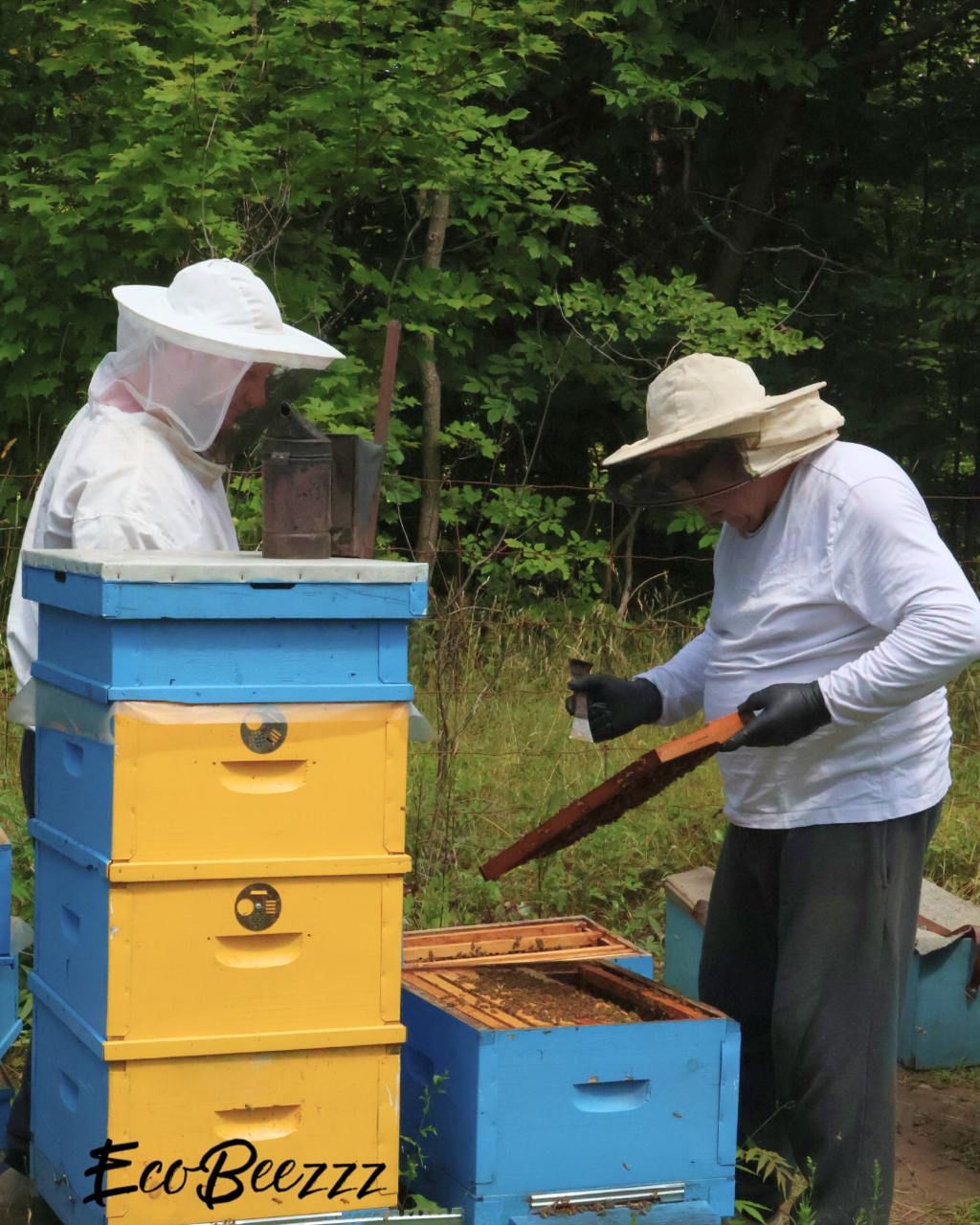 raw honey collection at ecobeezzz apiary