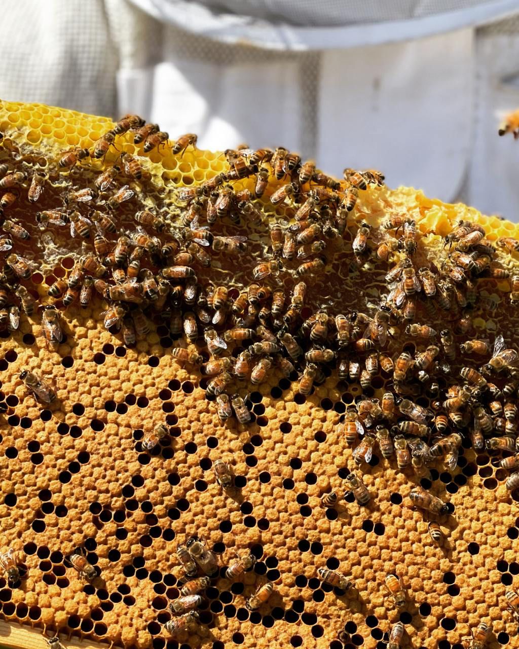 Honey bees collecting nectar from blooming buckwheat flowers in an Ontario field, producing dark, antioxidant-rich honey.