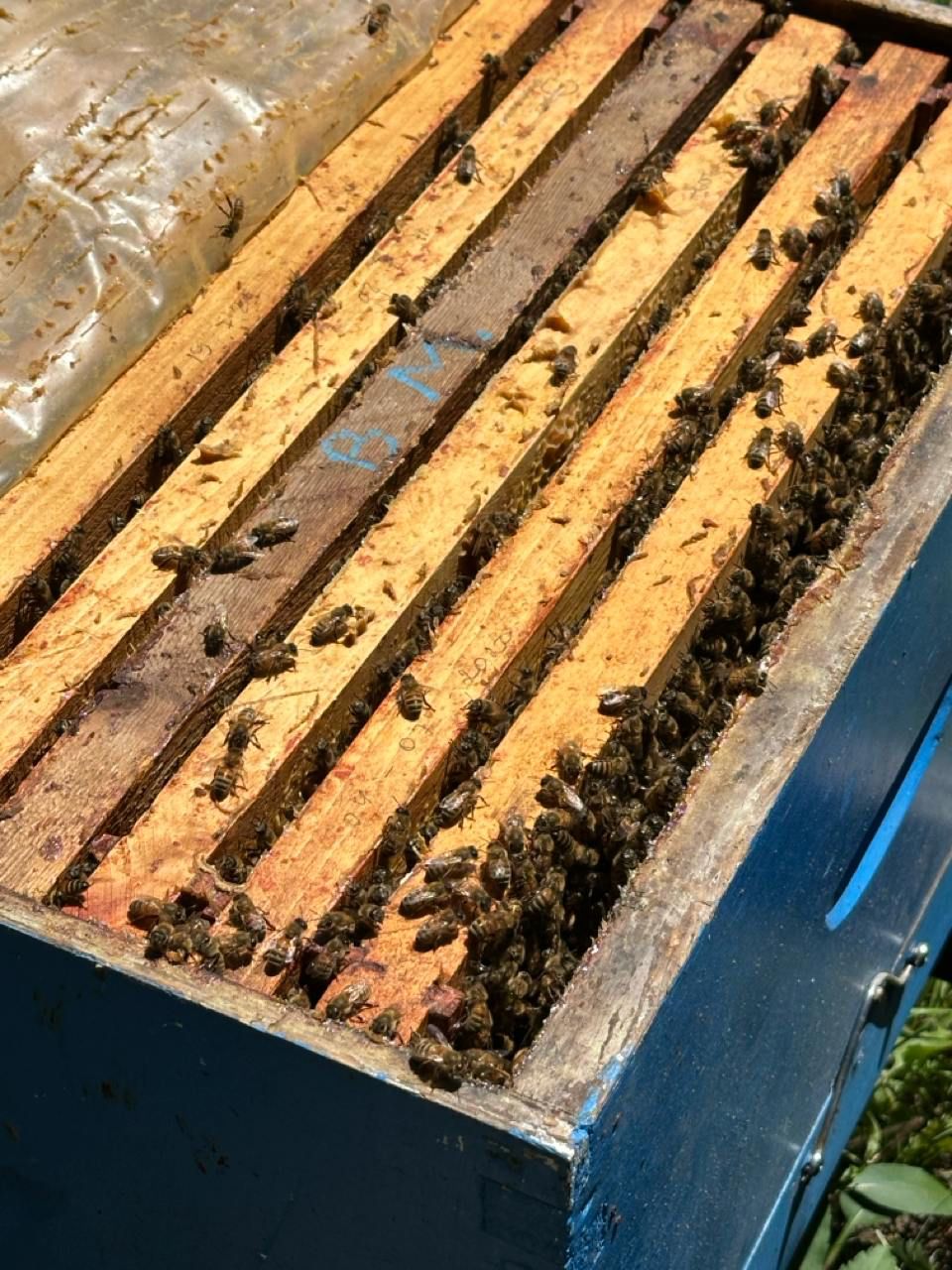 Honey bees collecting nectar from blooming buckwheat flowers in an Ontario field, producing dark, antioxidant-rich honey.