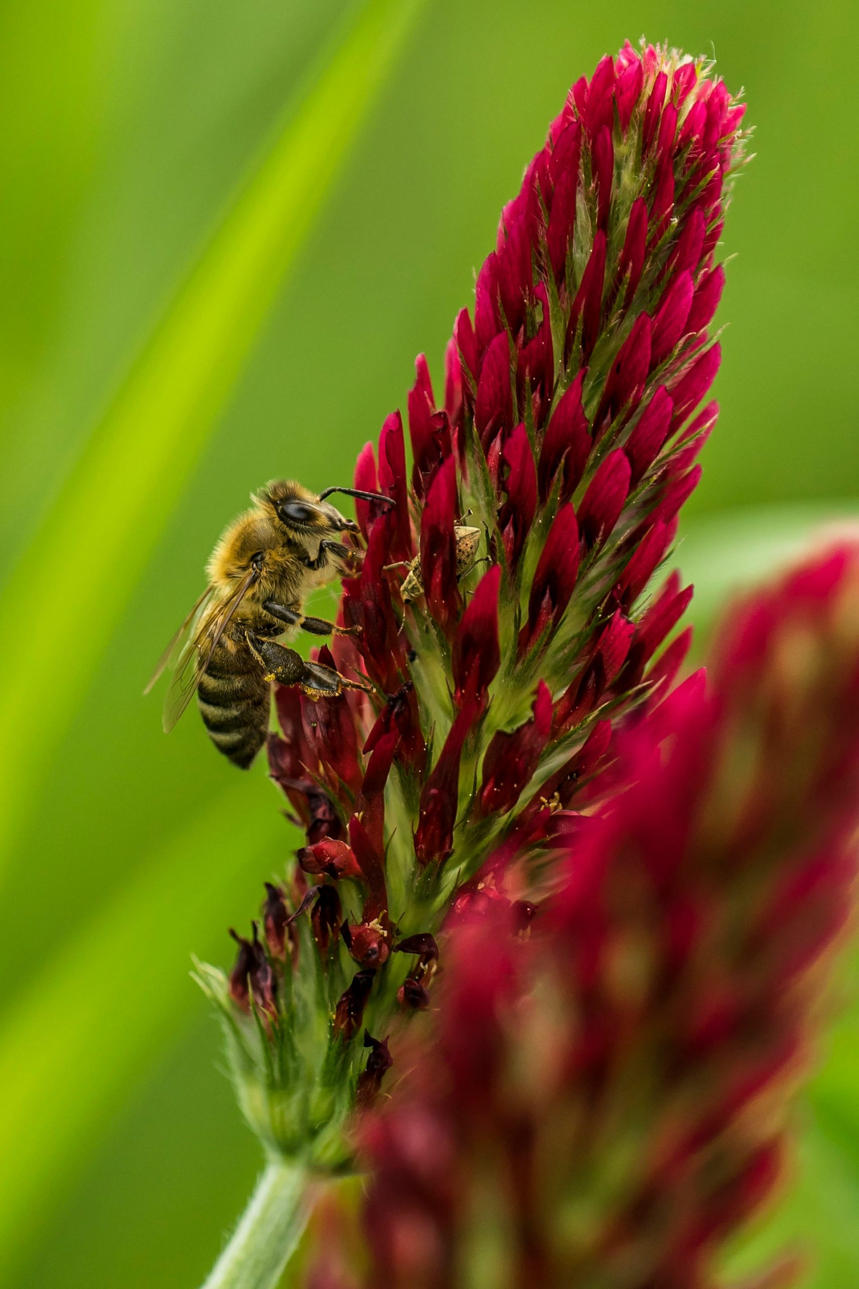 clover honey a bee collecting polen from a flower
