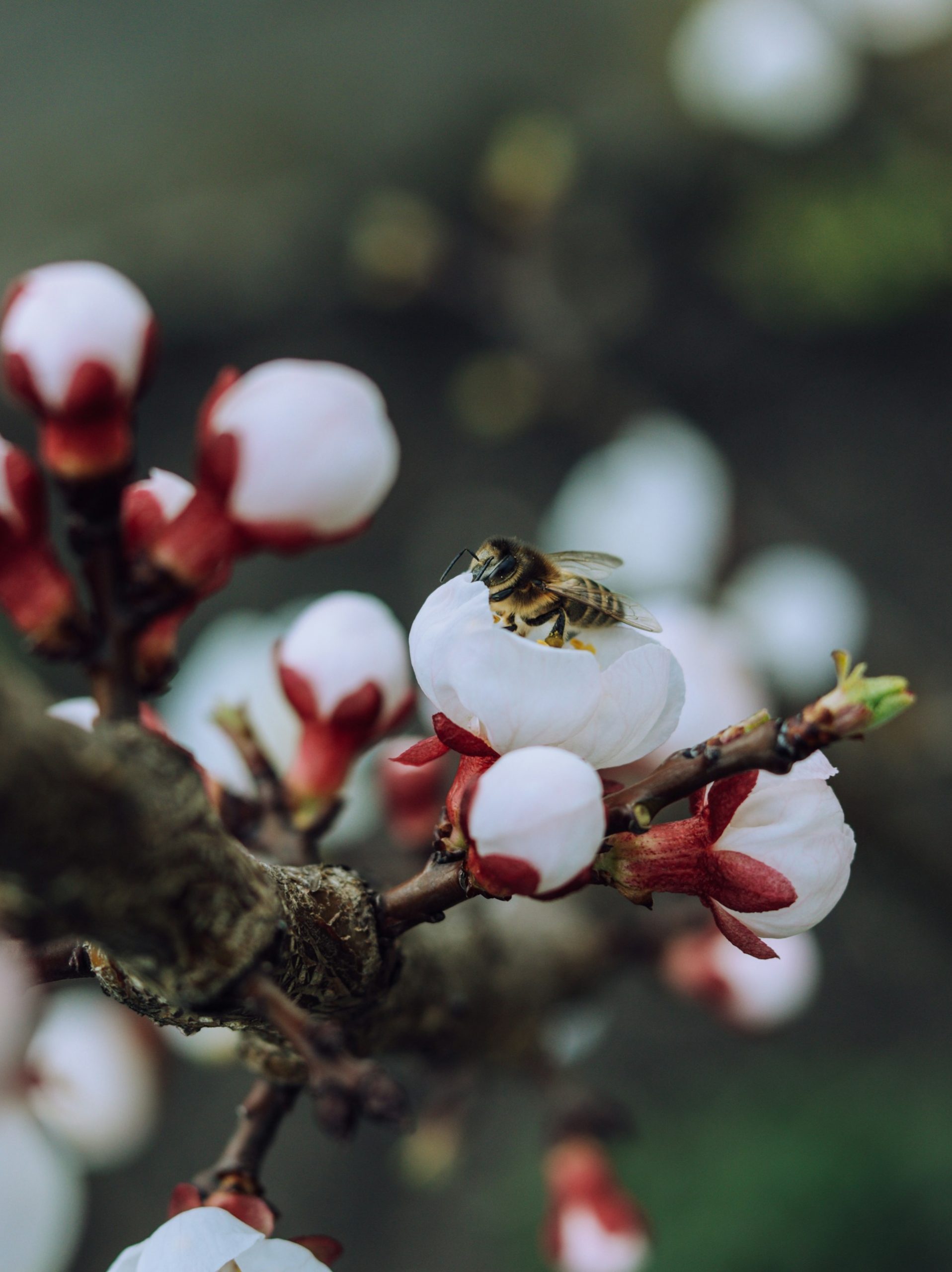 A Year in the Life of Our Bees: What Happens in Each Season at Ecobeezzz