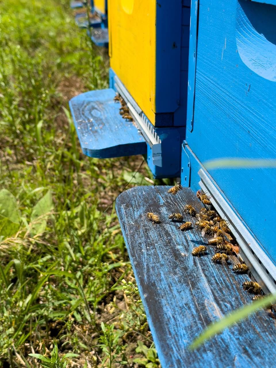bees bringing polet back to beehive