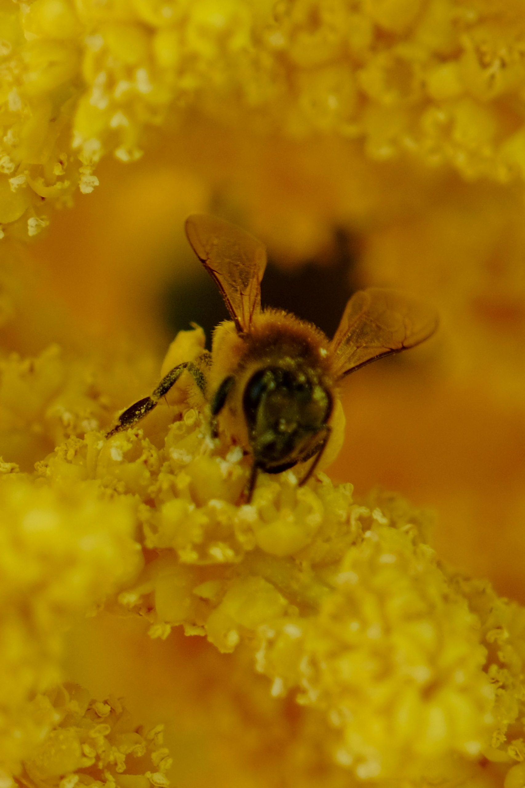 Fall bee