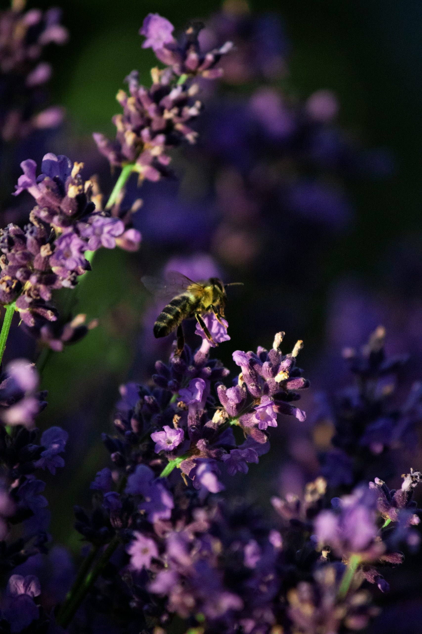 Ecobeezzz Organic Honey Supporting Pollinators