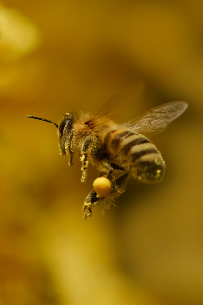 Ecobeezzz Organic Honey Supporting Pollinators