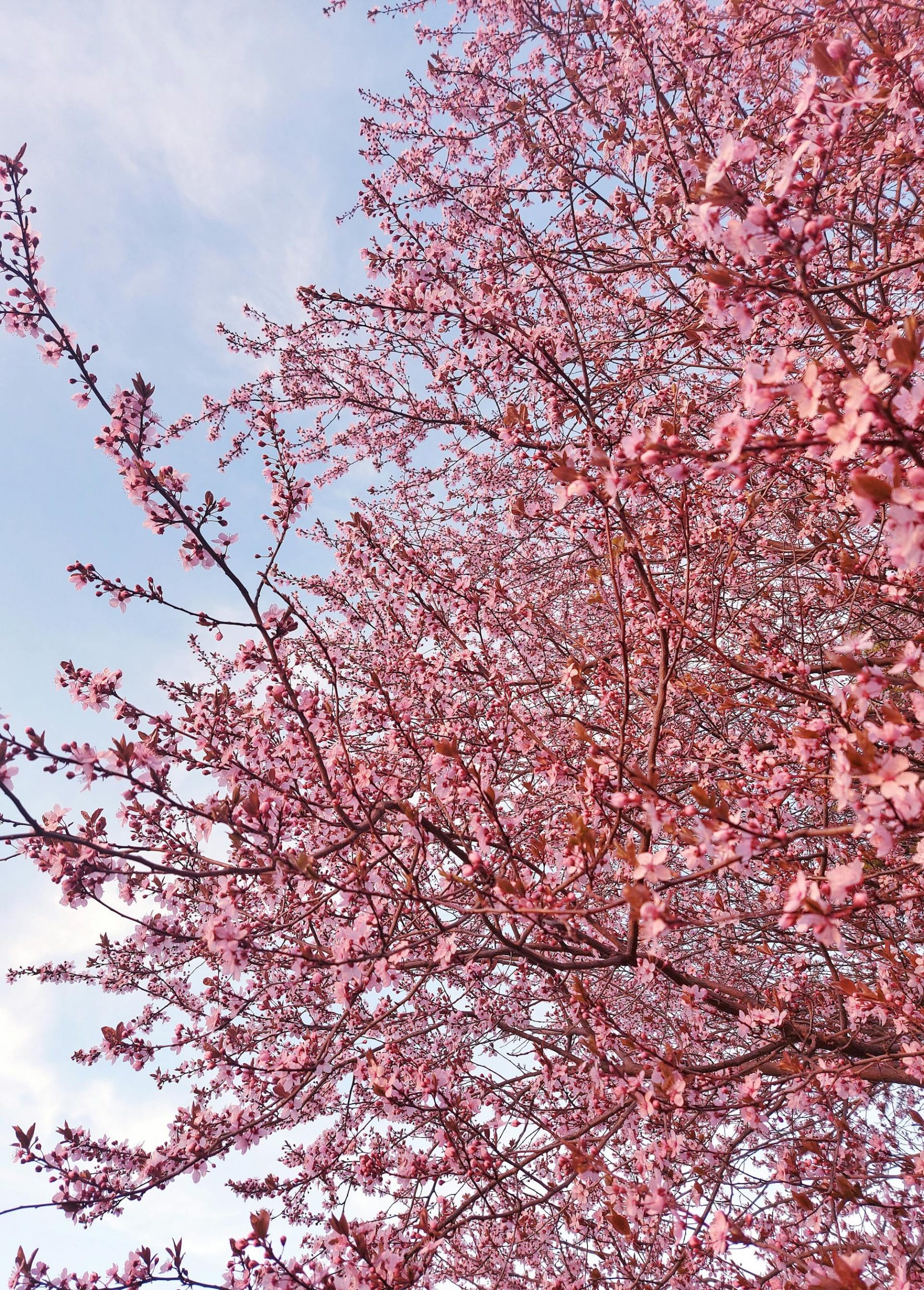 Ecobeezzz raw homey Chemacical Contamination free