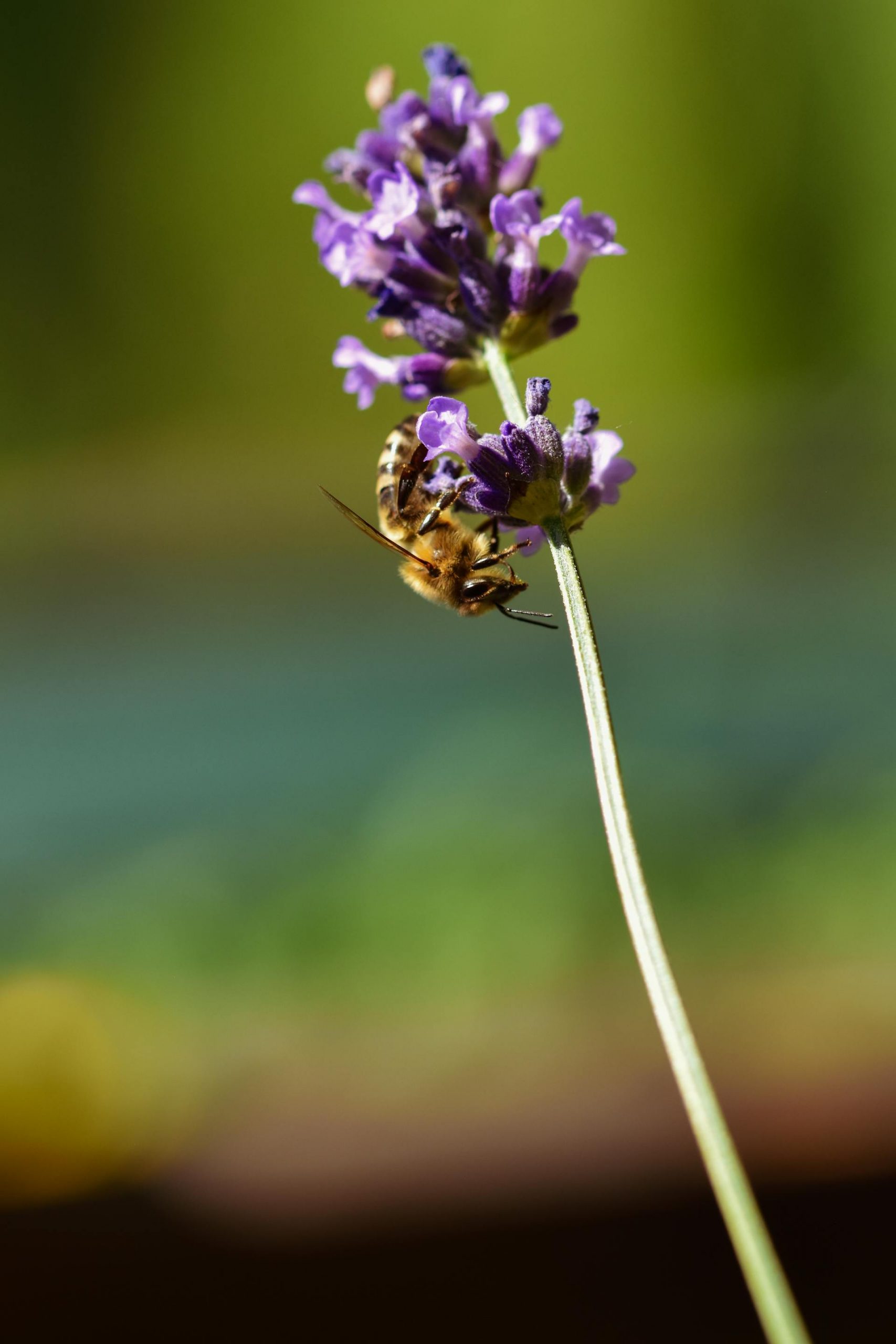 ecobeezzz bee foodies
