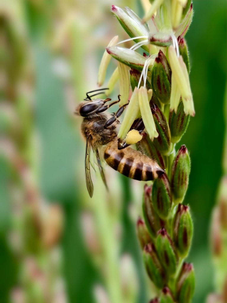 ecobeezzz bee foodies