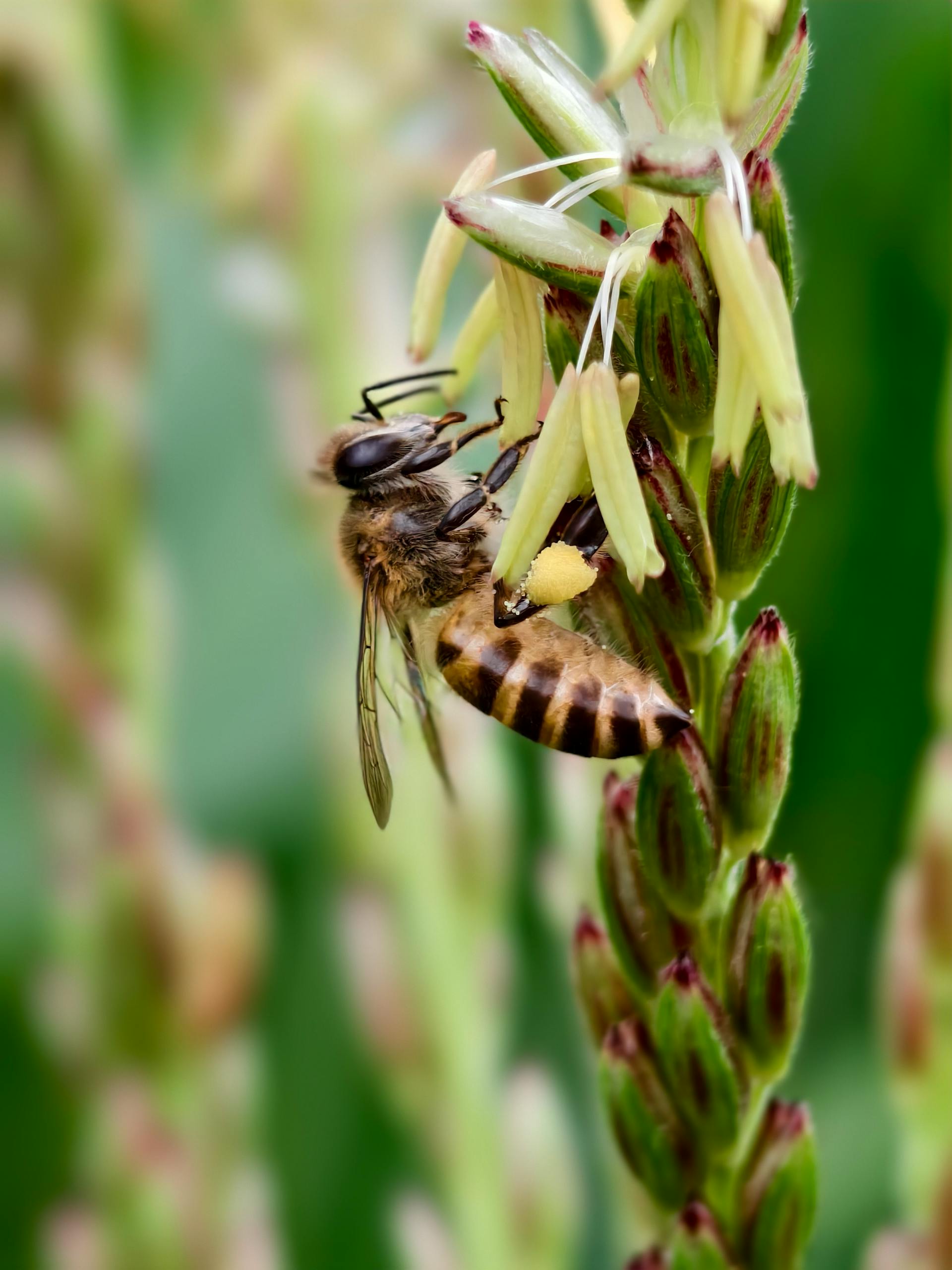 ecobeezzz bee foodies