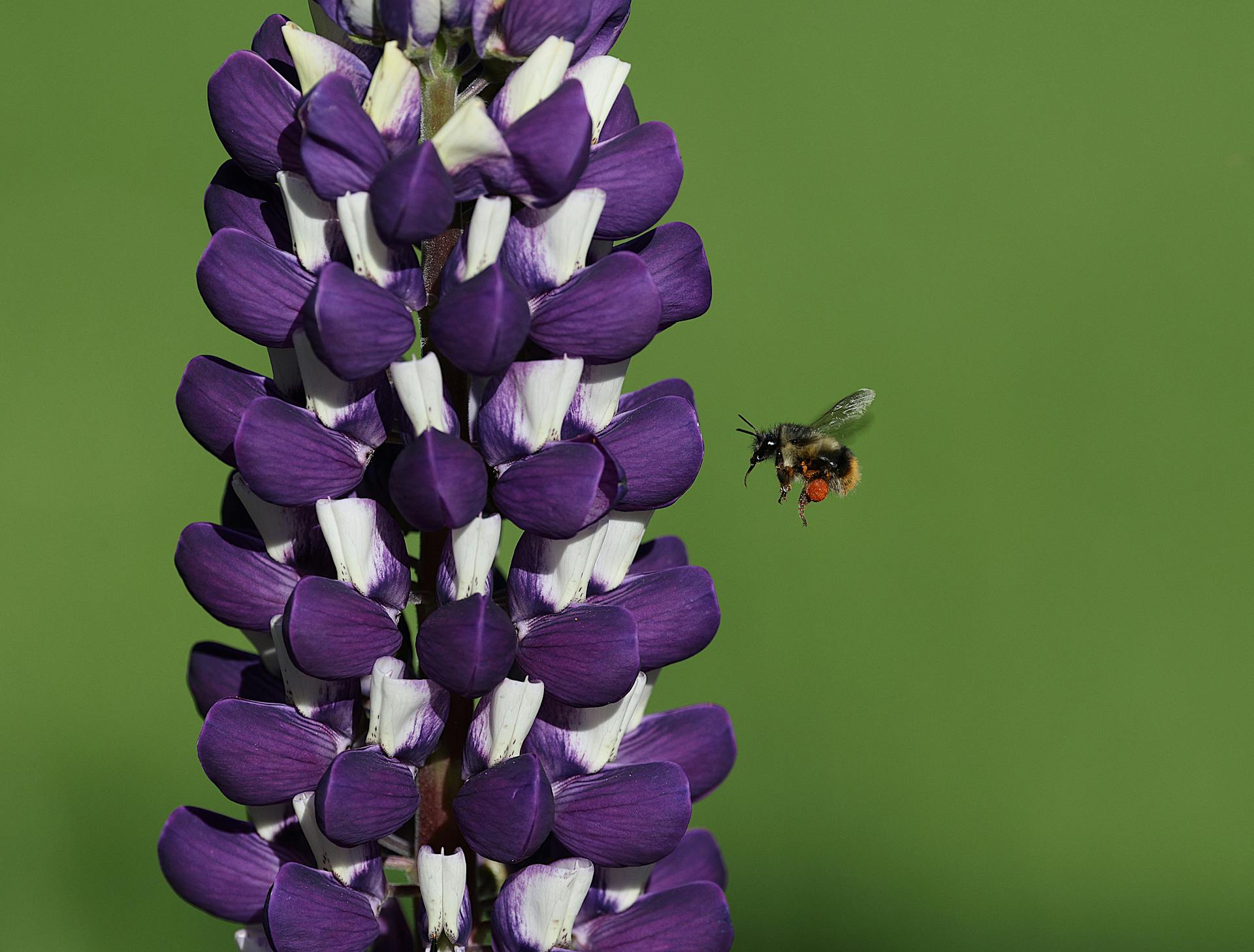 ecobeezzz bee foodies