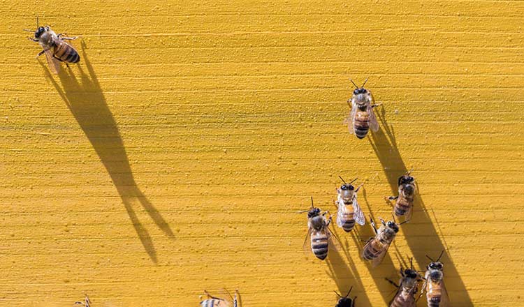 CIA's secret bee warfare